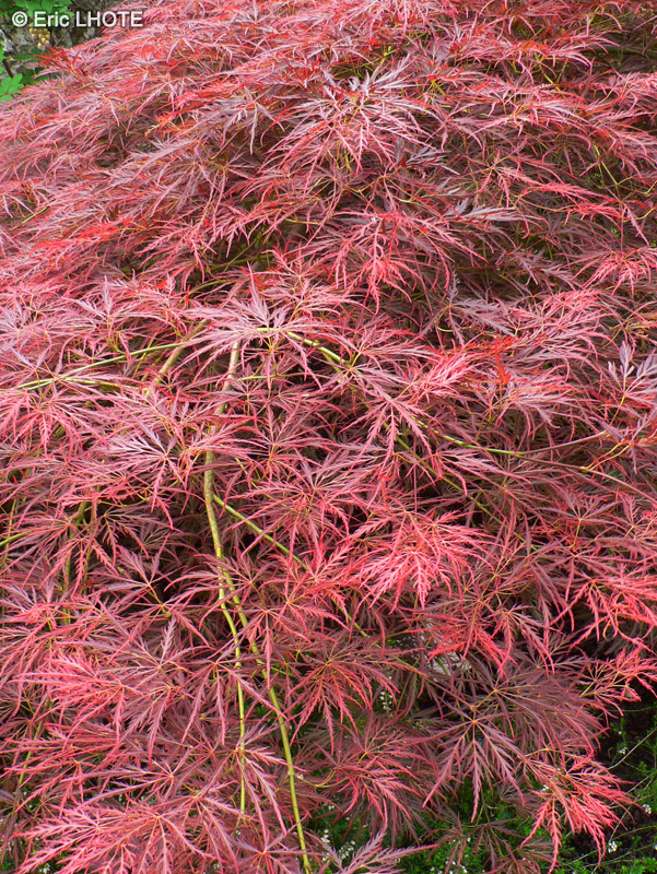  - Acer palmatum dissectum rubra - 