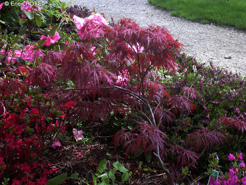 Sapindaceae - Acer palmatum dissectum rubra - Erable palmé du Japon