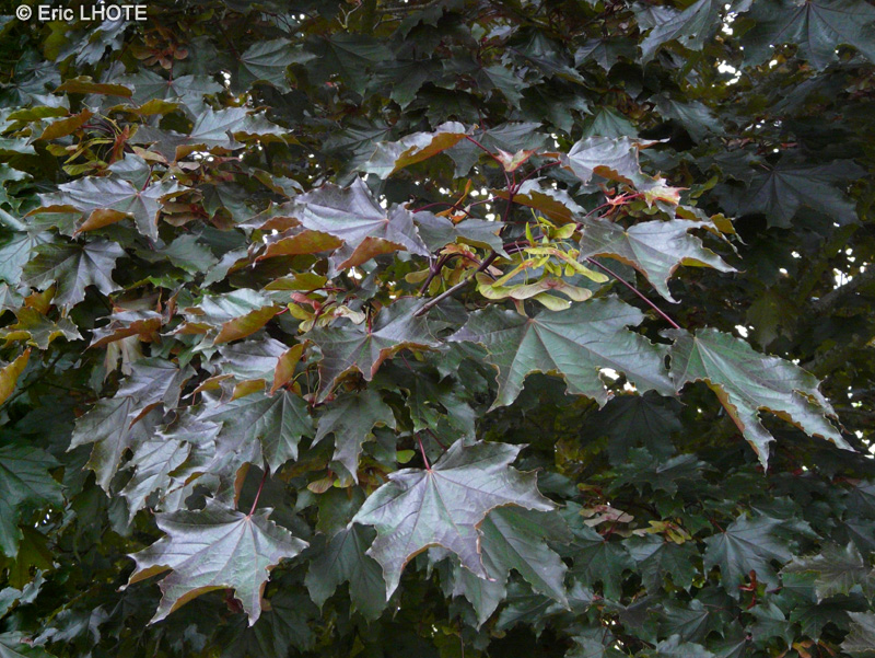  - Acer platanoides Crimson King - 