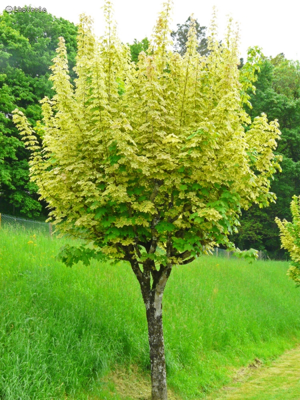  - Acer platanoides Drummondii - 