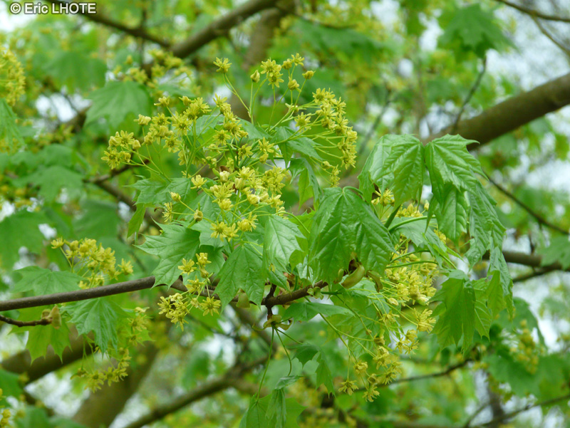  - Acer platanoides - 