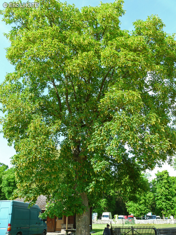  - Acer pseudoplatanus - 