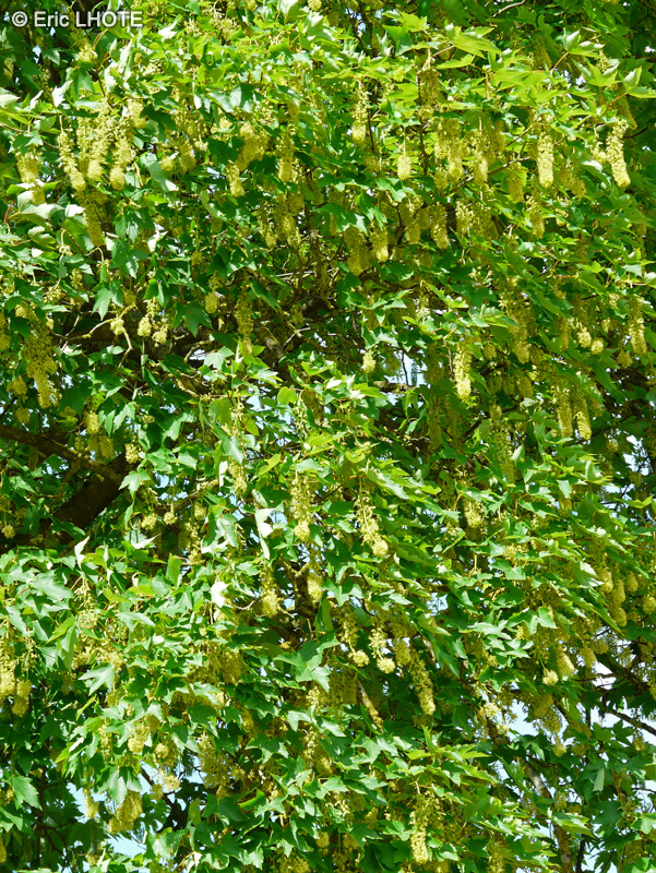  - Acer pseudoplatanus - 