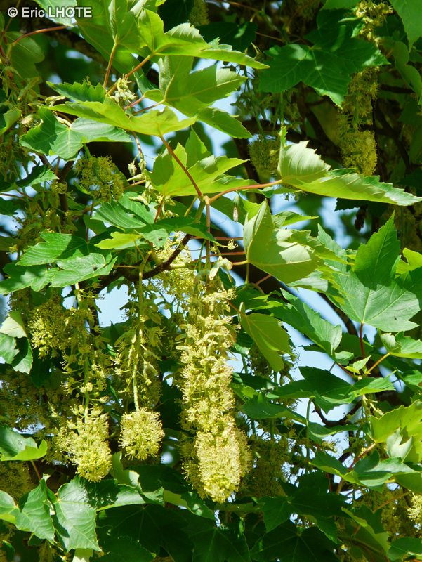  - Acer pseudoplatanus - 