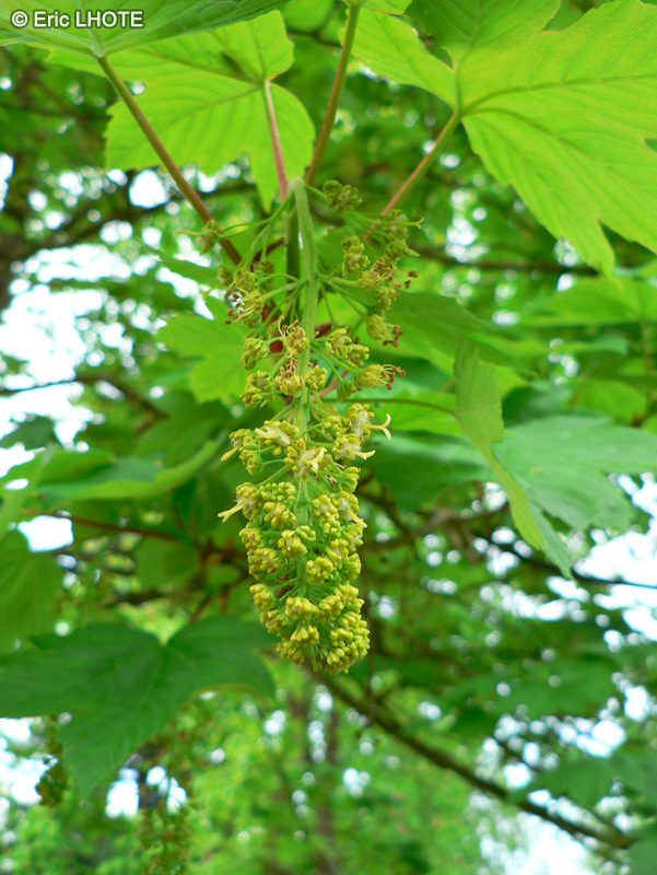  - Acer pseudoplatanus - 