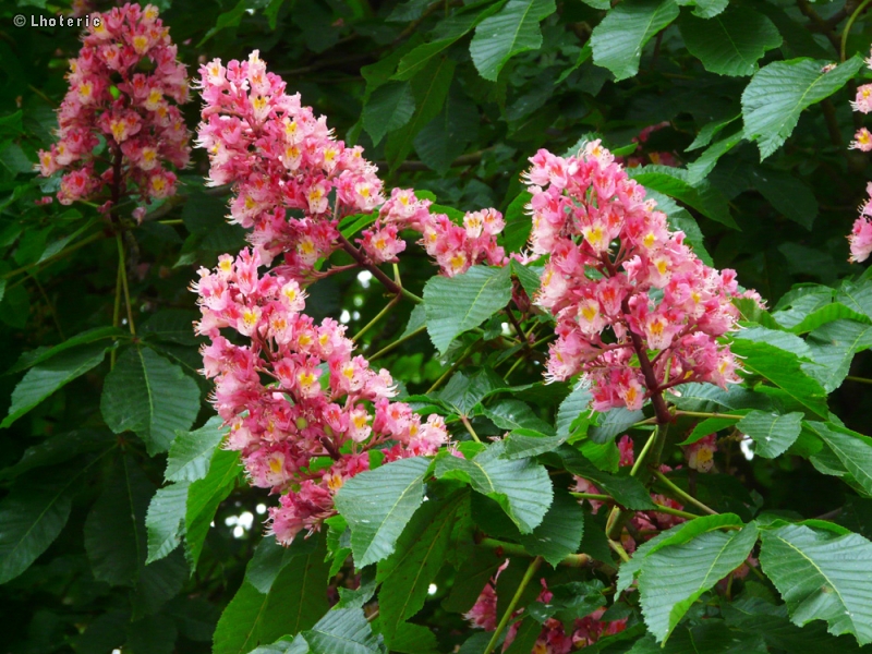  - Aesculus carnea - 
