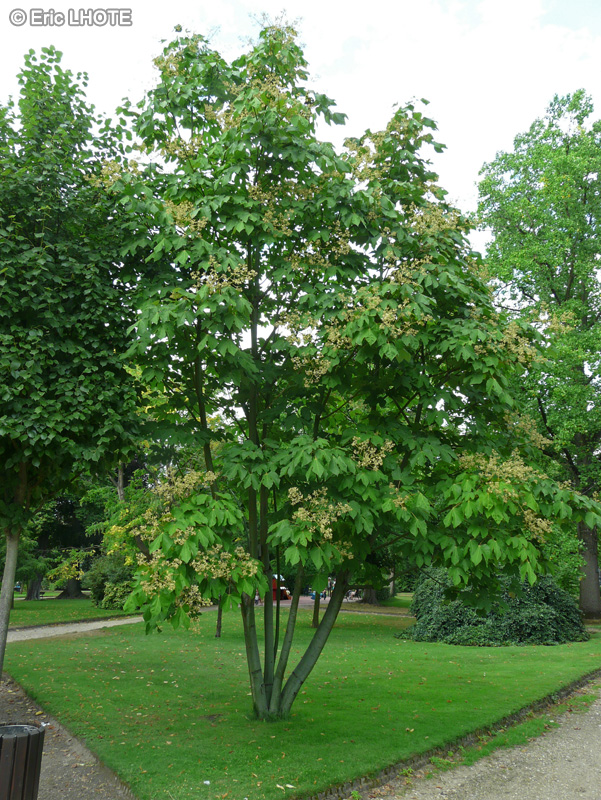 Sapindaceae - Aesculus carnea - Marronier rouge, Marronier à fleurs rouges