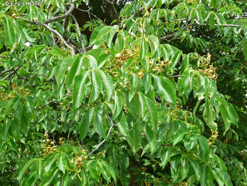  - Aesculus flava, Aesculus octandra, Aesculus lutea - 