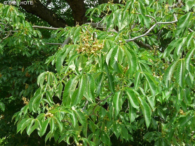  - Aesculus flava, Aesculus octandra, Aesculus lutea - 