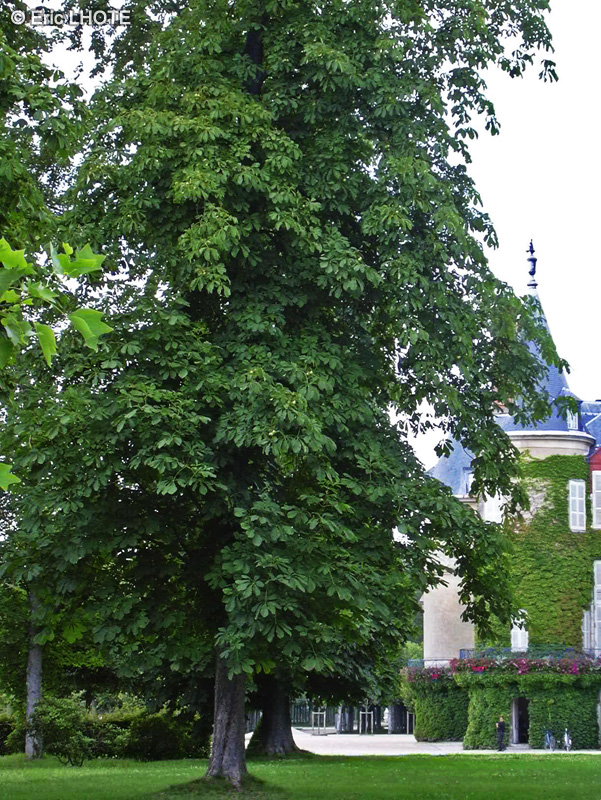  - Aesculus hippocastanum - 