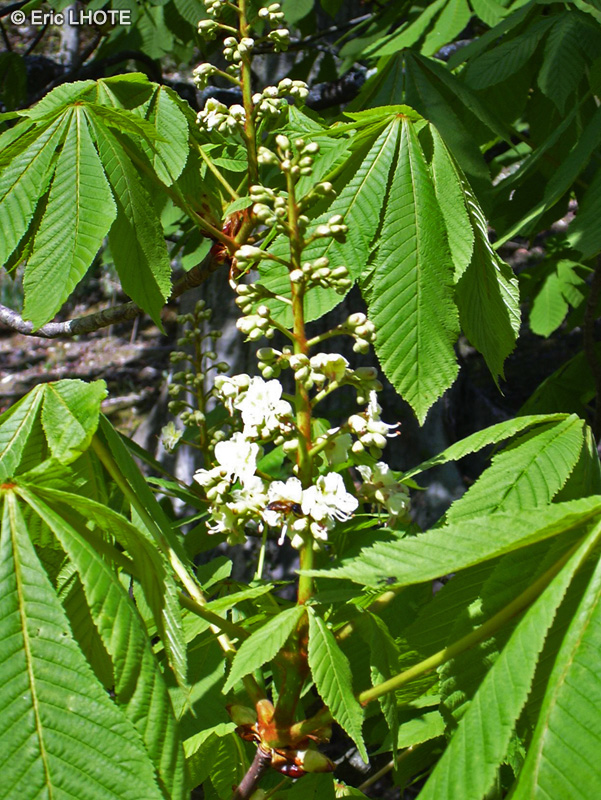  - Aesculus hippocastanum - 