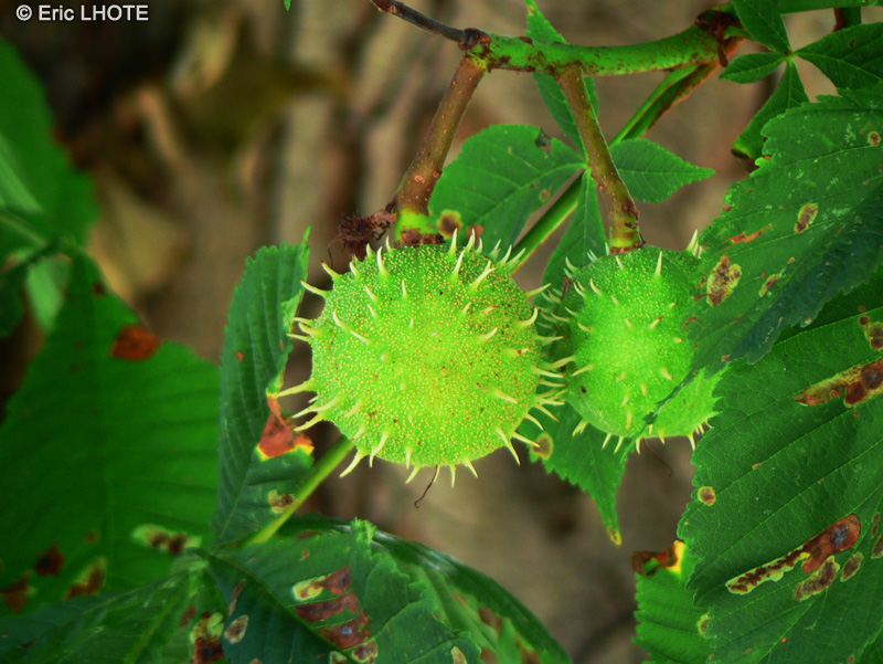 - Aesculus hippocastanum - 
