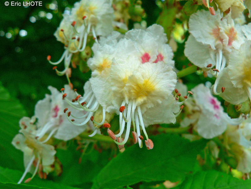  - Aesculus hippocastanum - 