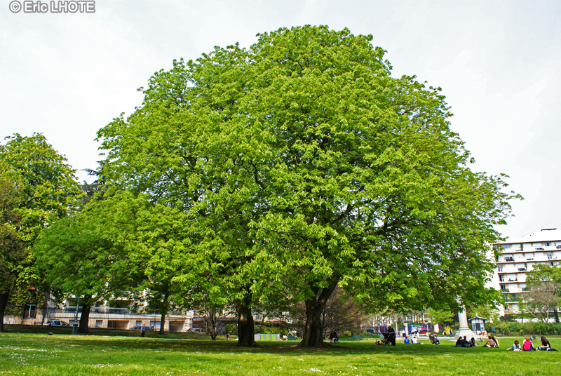 Sapindaceae - Aesculus hippocastanum - Marronier d’Inde, Marronier commun, Châtaignier des chevaux