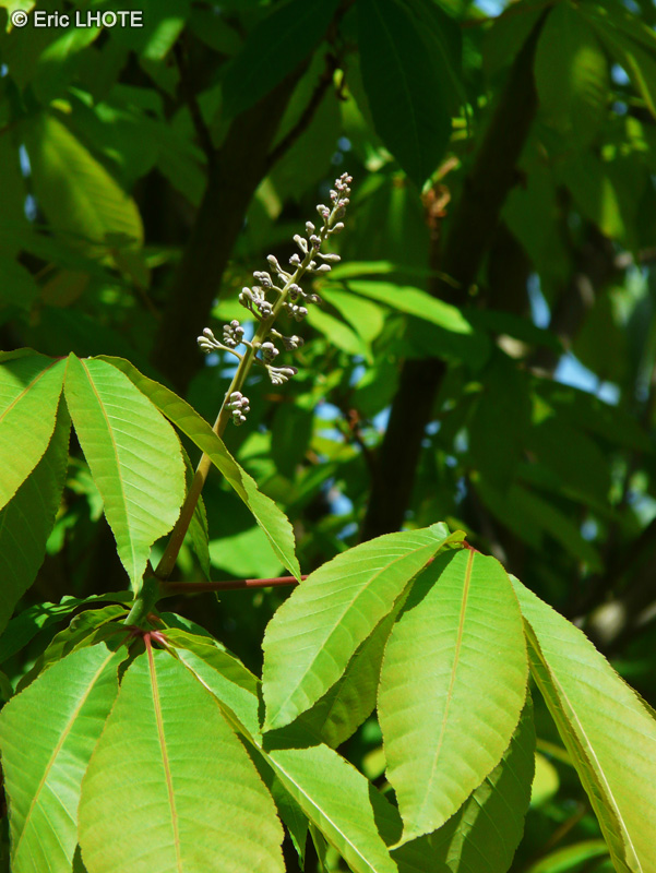  - Aesculus indica - 