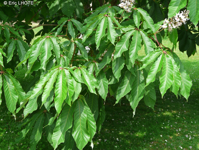 - Aesculus indica - 