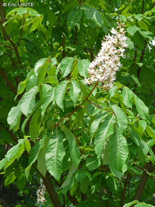  - Aesculus indica - 