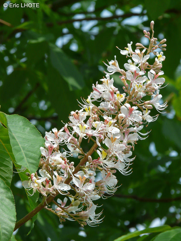  - Aesculus indica - 