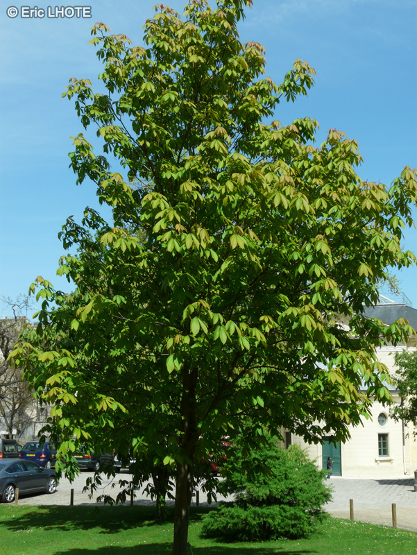 Sapindaceae - Aesculus indica - Marronier d’Inde, Marronier de l’Himalaya