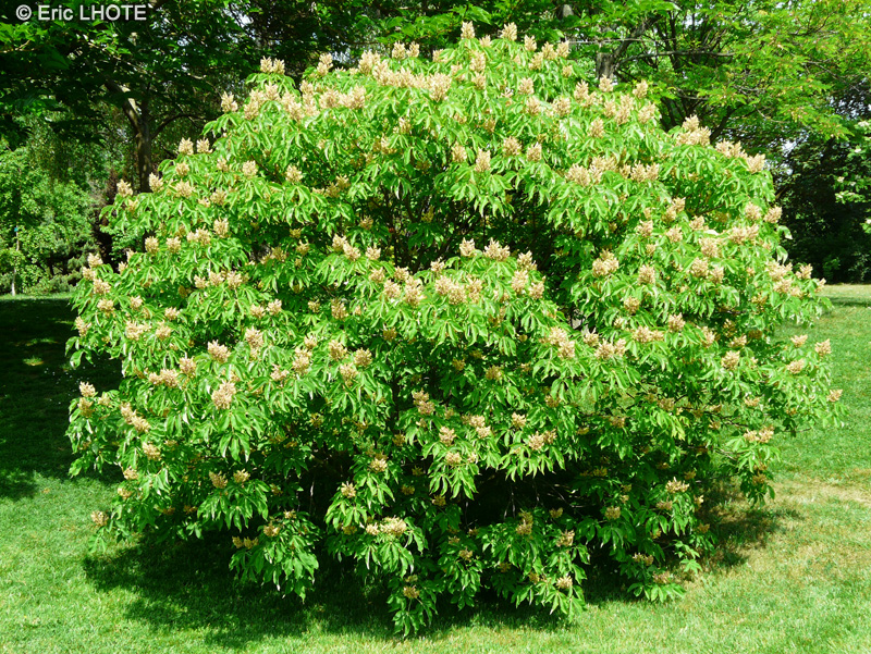  - Aesculus pavia Koehnei - 
