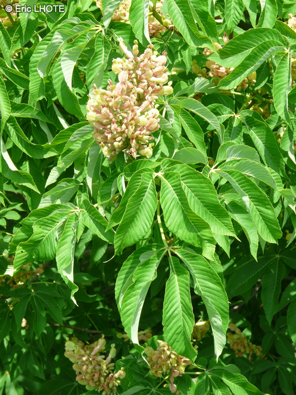  - Aesculus pavia Koehnei - 