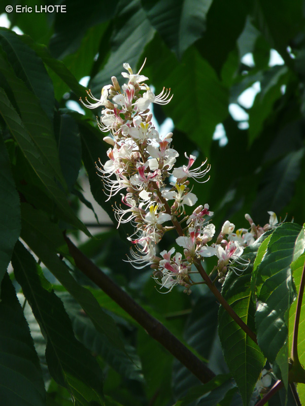  - Aesculus wilsonii - 