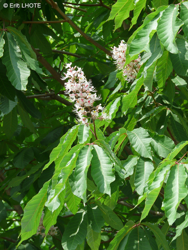  - Aesculus wilsonii - 