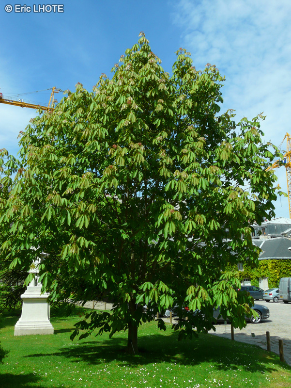 Sapindaceae - Aesculus wilsonii - Marronier de Chine