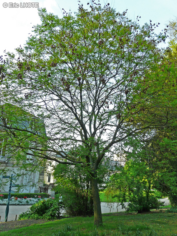  - Koelreuteria paniculata - 