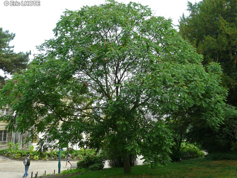  - Koelreuteria paniculata - 