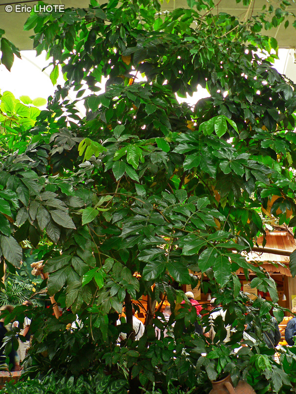  - Melicoccus bijugatus - 