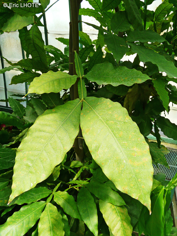  - Melicoccus bijugatus - 