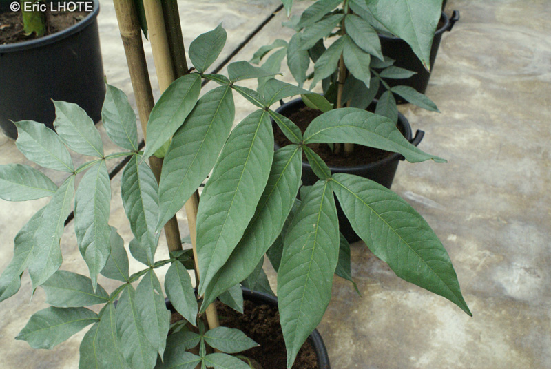  - Melicoccus bijugatus - 