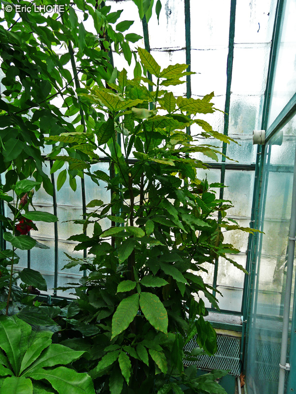 Sapindaceae - Melicoccus bijugatus - Quénettier, Quénette, Kénépier