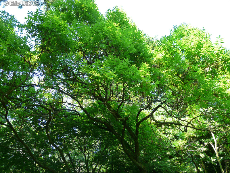  - Xanthoceras sorbifolium - 