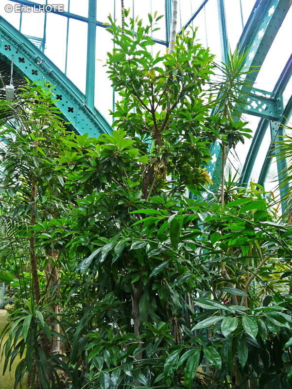 Sapotaceae - Manilkara zapota - Sapotillier, Chicle