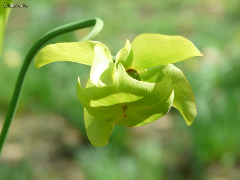  - Sarracenia flava - 