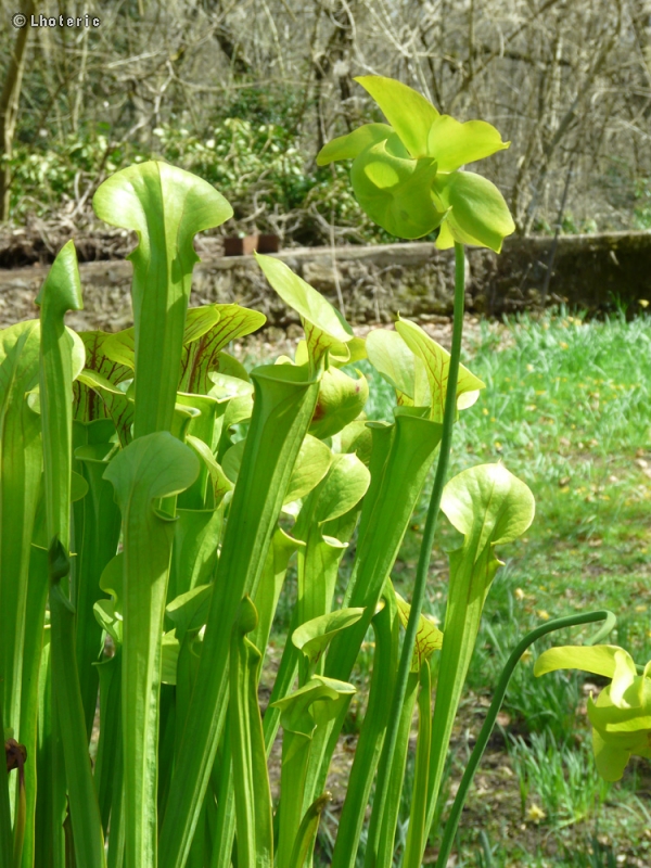  - Sarracenia flava - 
