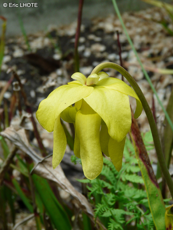  - Sarracenia leucophylla, Sarracenia drummondii - 