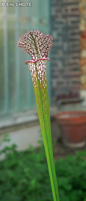 Sarraceniaceae - Sarracenia leucophylla, Sarracenia drummondii - Trompette blanche, Sarrac&eacute;nie &agrave; feuille blanche