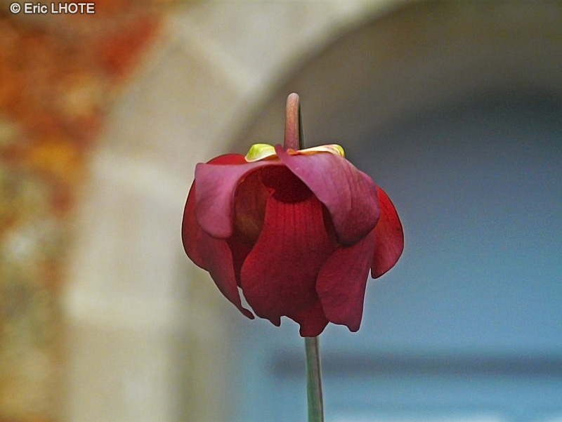  - Sarracenia purpurea - 