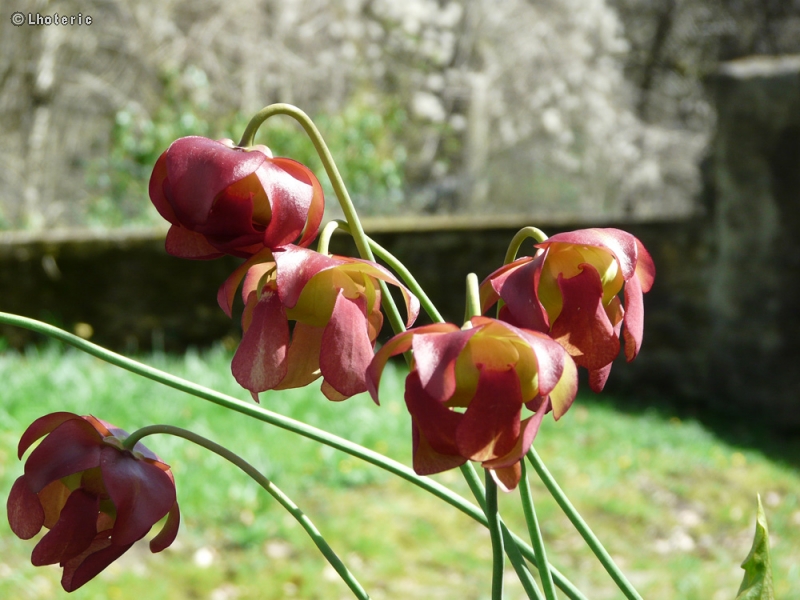  - Sarracenia purpurea - 