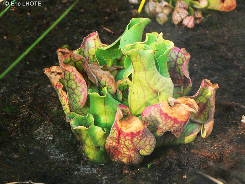 Sarraceniaceae - Sarracenia purpurea - Sarrac&eacute;nie pourpre
