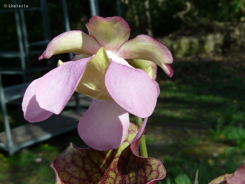  - Sarracenia purpurea ssp. venosa - 