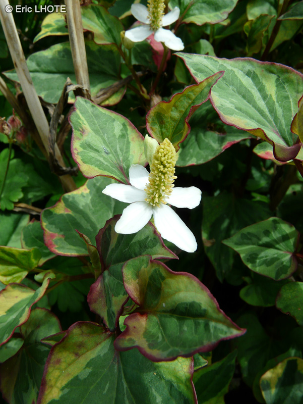  - Houttuynia cordata Chameleon, Gymnotheca involucrata - 
