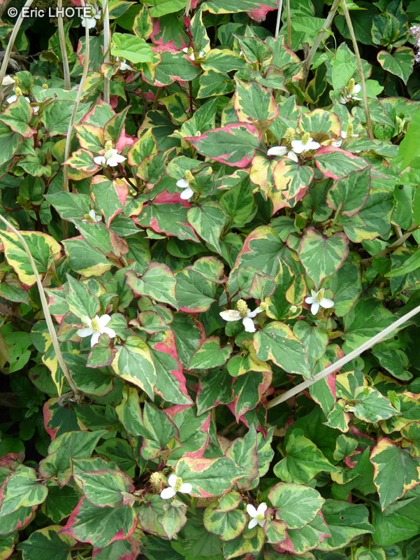  - Houttuynia cordata Chameleon, Gymnotheca involucrata - 