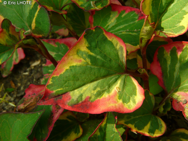  - Houttuynia cordata Chameleon, Gymnotheca involucrata - 