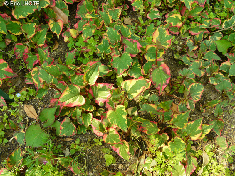 Saururaceae - Houttuynia cordata Chameleon, Gymnotheca involucrata - Plante cam&eacute;l&eacute;on