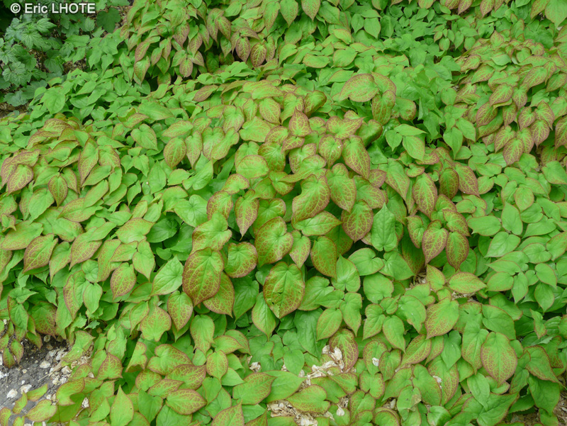 Saururaceae - Houttuynia cordata, Gymnotheca involucrata - Plante cam&eacute;l&eacute;on