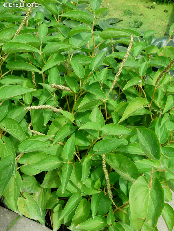 Saururaceae - Saururus cernuus - Saururure pench&eacute;e, L&eacute;zardelle pench&eacute;e, Queue de Renard